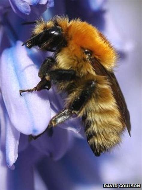 Pesticides Hit Queen Bee Numbers Bbc News