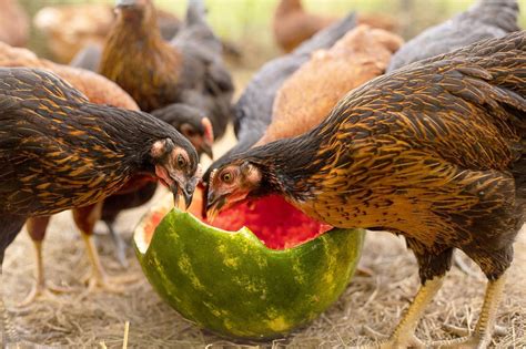 Fruits Chickens Can Eat