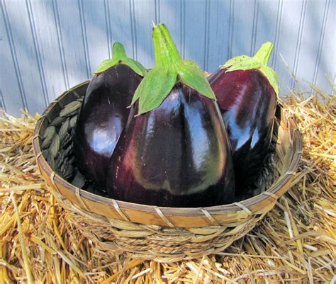 Eggplants Plant Care And Collection Of Varieties