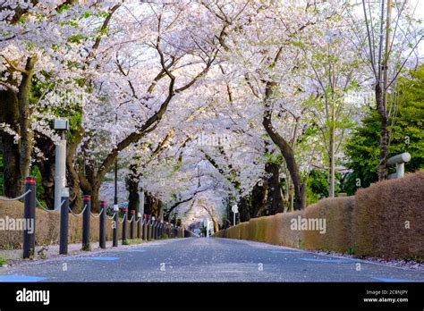 Cherry Blossom Road Stock Photo Alamy