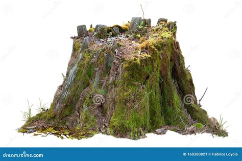38476 Mossy Tree Stock Photos Free And Royalty Free Stock Photos From