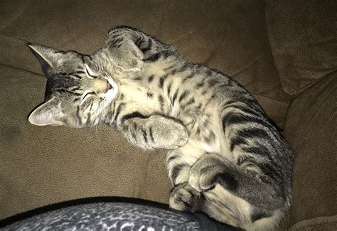 Is My Cat Part Bengal Or Just A Tabby Thecatsite