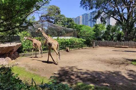 Wajib Tahu Begini Sejarah Kebun Binatang Bandung Dobrak