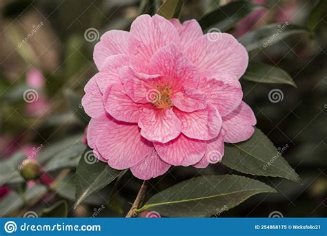 Flowers Closeup Of A Pink Camellia Flowers Camellia Japonica 17