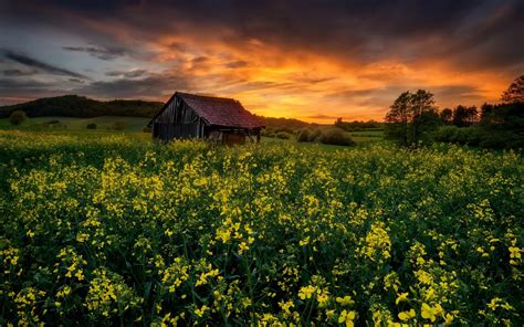 Wallpaper Rapeseed Flowers Field Hut Sunset 1920x1200 Hd Picture Image