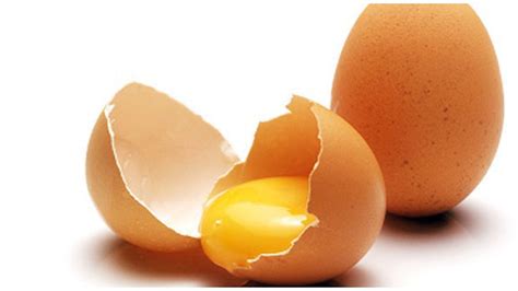 Anatomi Telur Ayam 2 Lifestyle