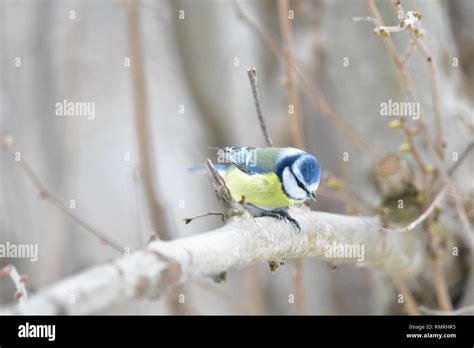 Little Blue Bird In A Garden In Germany Stock Photo Alamy