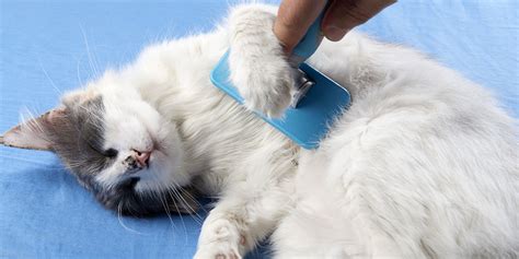How To Encourage A Cat To Groom Itself
