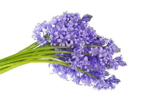 Bluebell Bouquet Stock Image Image Of Background Flower 14473905