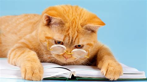 Images Cats Funny Ginger Color Paws Book Glasses Animals 1920x1080