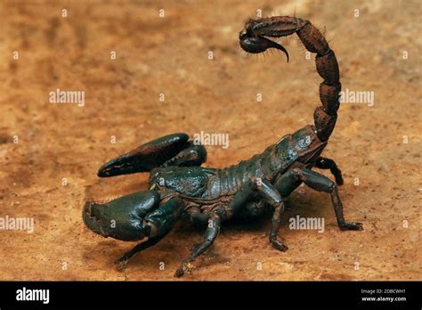 Gaint Forest Scorpion Heterometrus Indus Ganeshgudi Karnataka India