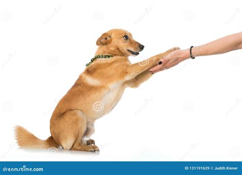 Mixed Breed Dog Give The Paw Stock Image Image Of Looking Isolated