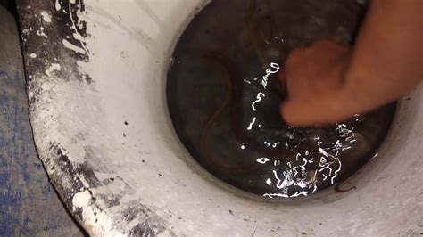 Selanjutnya, ember/drum wadah belut tersebut diisi air, agar belut dapat dijual ke konsumen dalam kondisi hidup dan segar. Cara Ternak Belut Di Ember : Cara Ternak Lele dalam Drum ...