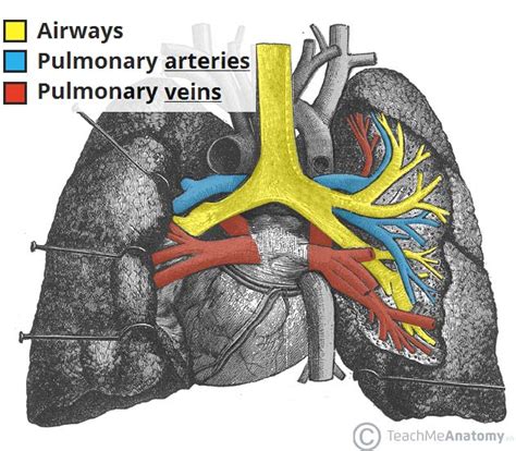 Teach Me Anatomy The Lungs