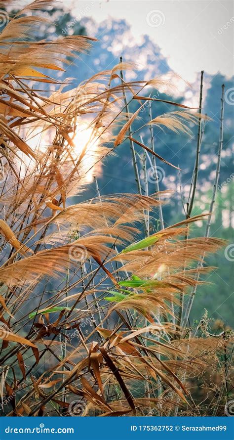 Vertical Common Reed Shining Against The Sunset Stock Photo Image Of