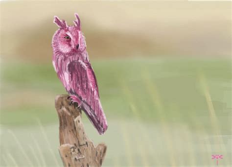 Pink Owl By Coixuong182 On Deviantart