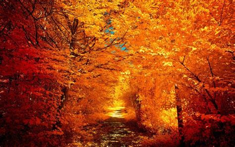 Beautiful Autumn Trees Wallpapers Wallpaper Cave