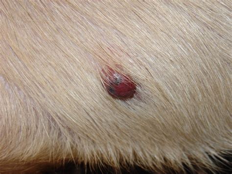 Puppy Up Foundation Hemangiosarcoma In Dogs An Aggressive Blood