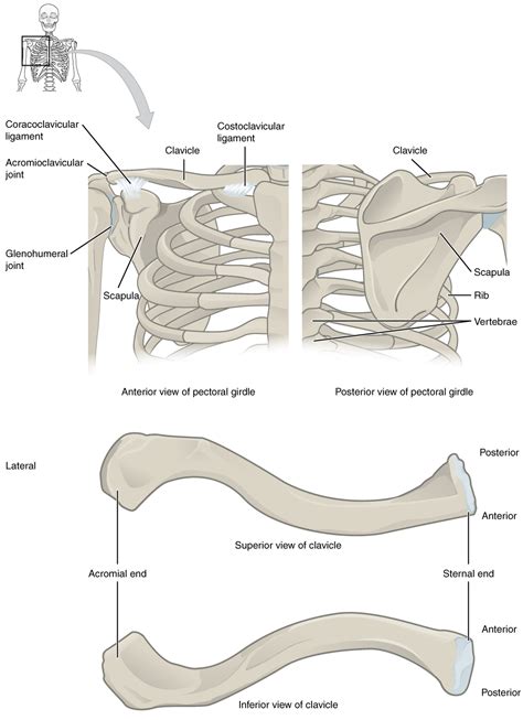 The Pectoral Girdle Anatomy And Physiology