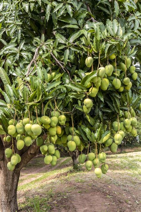 Mango Fruits Are Ripening On Mango Tree Orchard Stock Photo Image Of