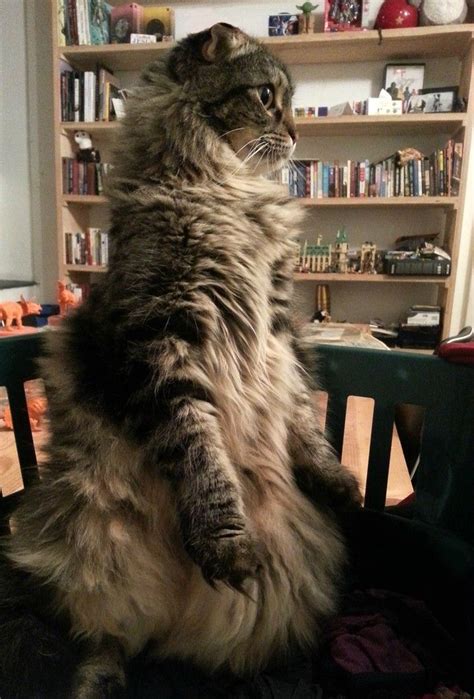 15 Cats Who Prefer To Stand Thank You Very Much Cute Kittens Animals