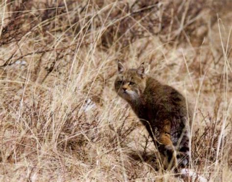 Wild Cats The Chinese Mountain Cat