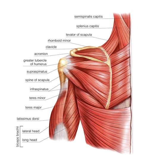 Shoulder Muscles Lupon Gov Ph