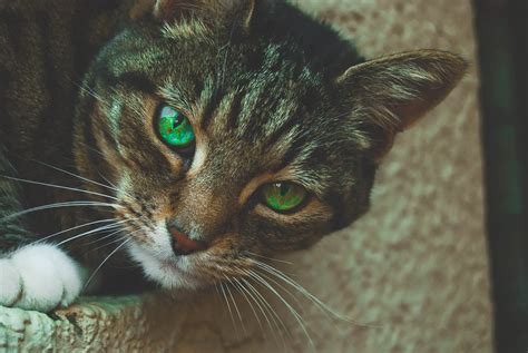 Cats With Green Eyes All Breeds With This Eye Color Catpointers