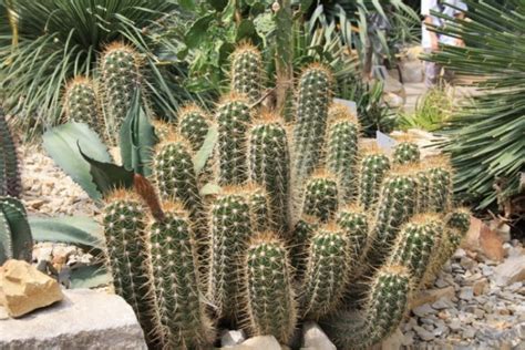 Sama seperti kaktus, tanaman ini mampu menyimpan air di dalam tubuhnya, sehingga tak perlu repot atau sering dalam melakukan penyiraman. Menanam Kaktus - Satu Jam