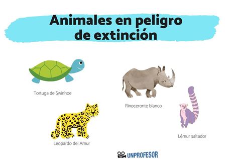 10 Animales En Mayor Peligro De ExtinciÓn Con Imágenes