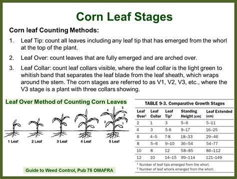 Corn Growth Stages Leaves