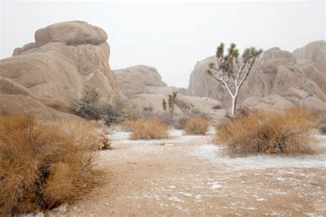Mojave Desert Blizzard Joshua Tree National Park California Stock Photo