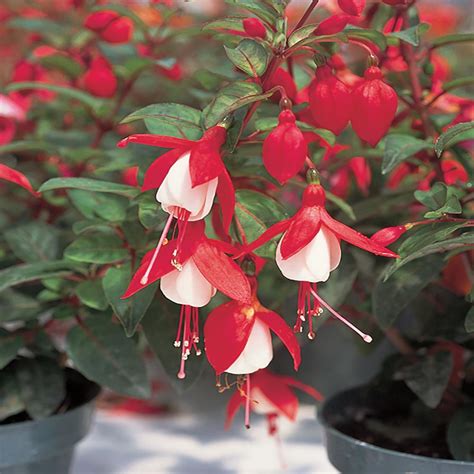 11 In Red And White Fuchsia Plant 8809 The Home Depot