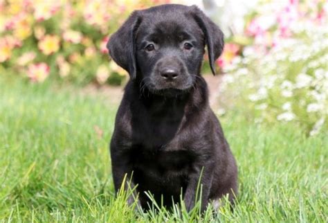 Black Lab Puppies For Adoption In Nh Chocolate Lab Rescue Puppies