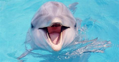 Scientists Find Out That Dolphins Talk Like Humans
