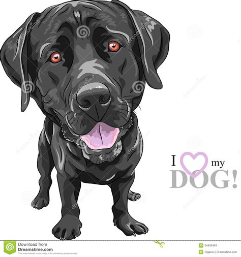Cartoon character jack russell terrier dog set. Labrador Cartoons, Illustrations & Vector Stock Images ...