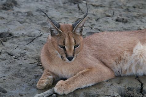 Caracals As Pets Navigating Ownership And Realities Info Ista