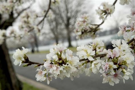 Photos Cherry Blossoms Bloom In The Dc Area Wtop News