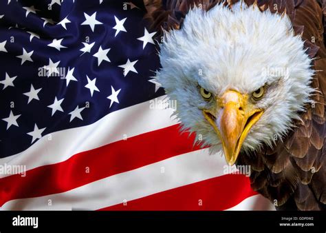 Angry North American Bald Eagle On American Flag Stock Photo Alamy