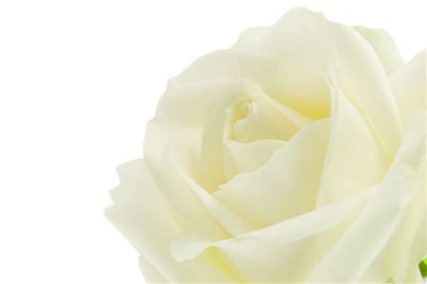 Pure White Roses Roses Photo 34610998 Fanpop