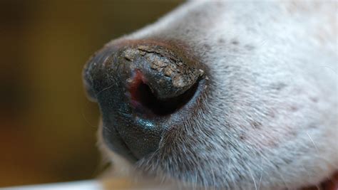 Zinc Responsive Dermatosis In Dogs Clinicians Brief