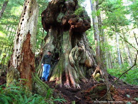 Canadas Gnarliest Tree Avatar Grove Is Located Near Port Renfrew On