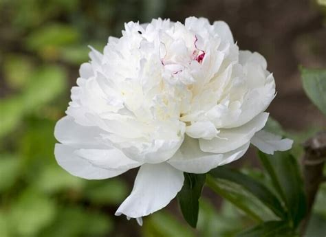 Peony Flower Meaning And Symbolism Ultimate Guide Petal Republic