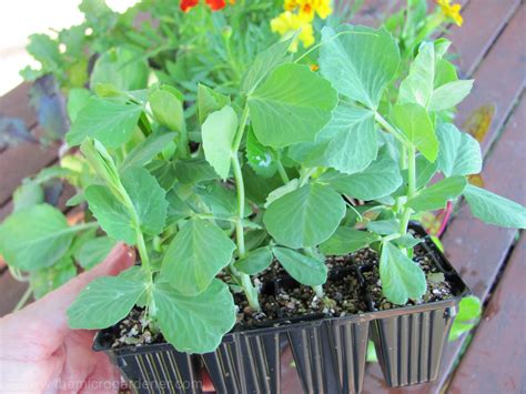 Easy Guide To Growing Perfect Peas The Micro Gardener