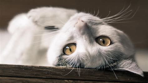 94 Wallpaper For Windows 10 Cat Myweb