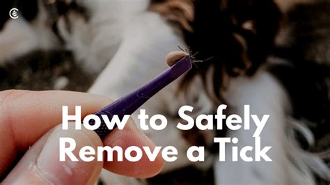 How To Safely Remove A Tick Cedarcide
