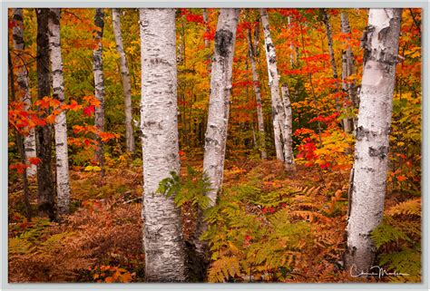 Forest From The Trees White Birch Forest Michigan Chris Marler