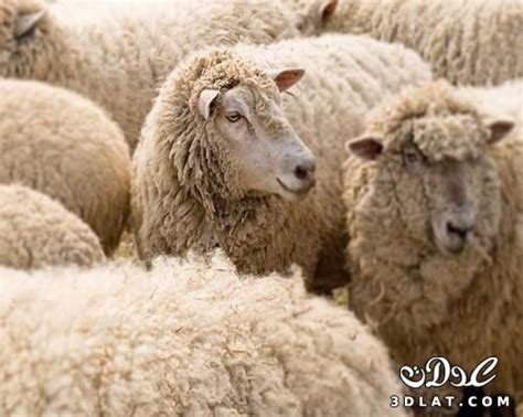 صور خرفان بمناسبة عيد الاضحى Sheep خروف العيد المهاجرة