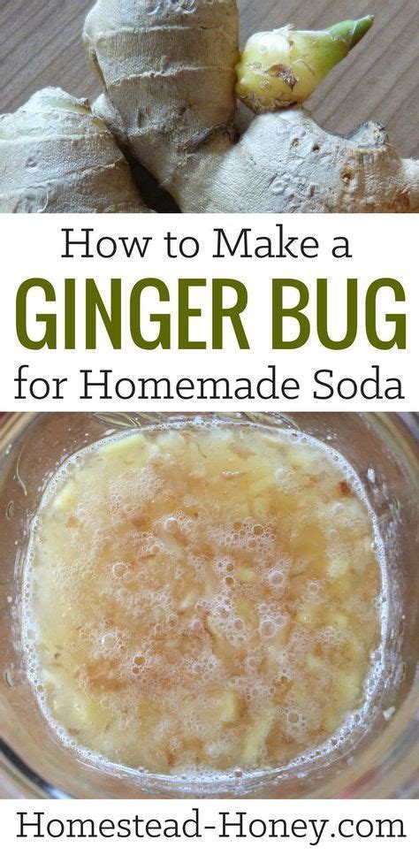 How To Make A Ginger Bug For Homemade Soda Recipe Soda Recipe