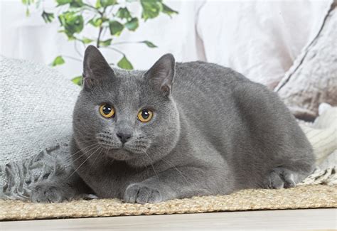 Chartreux